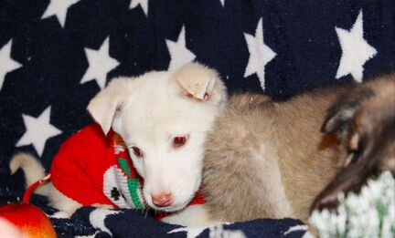 Белоснежные крохи