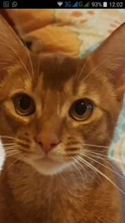 Аби котик цвет соррель для вязки