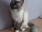 Невская маскарадная кошка 1 год