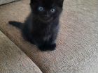 Черный пушистый котенок