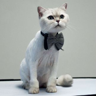 Стрижка кошек