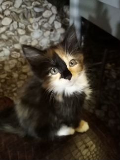 Маленькая принцесса