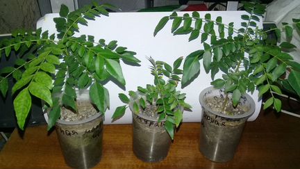 Муррайя Кёнига