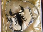 Сувенир Black Scorpion