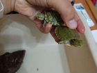 Черепаха Красноухая
