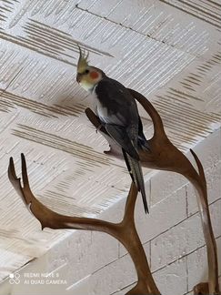 Корелла пара