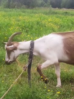 Коза, нубийский козлик, заинская козочка, коза кры - фотография № 2