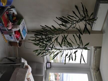 Комнатный цветок Юкка