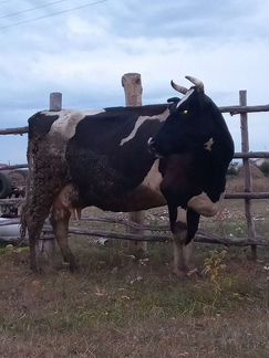 Корова дойная - фотография № 5