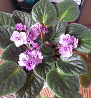 Фиалка Поль Баньян