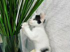 Котенок помесь мейн кун с обычной кошкой объявление продам