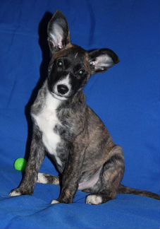 Тигровый щенок Байкал в добрые руки