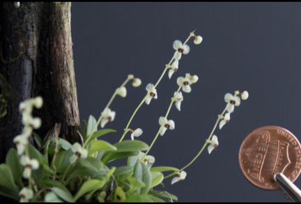 Орхидея Stelis hirtella