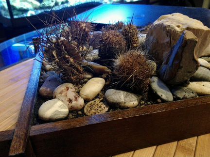 Сад камней с кактусами