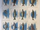 Набор польских календарей с рыбами объявление продам