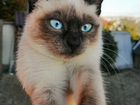 Котенок (девочка) от сиамского кота. 3 месяца. Отд