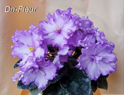 Фиалка Dn Fleur