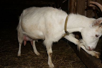 Продаю коз, продукцию из козьего молока - фотография № 6