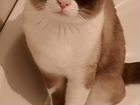 Невский маскарадный кот на вязку объявление продам