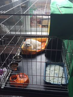 Клетки вольеры переноски