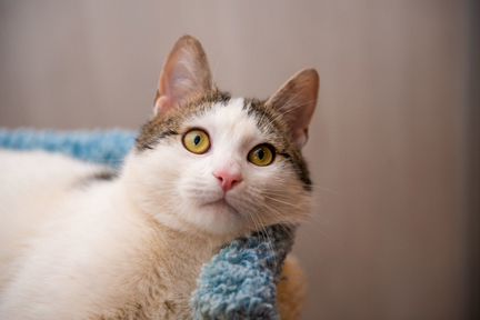 Сёмушка, кот в дар