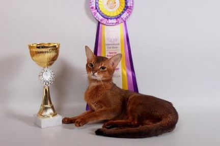 Женихи-вязка Абиссинцы-Чемпионы Дикий и соррель