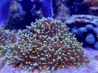 Мягкий коралл Родактис