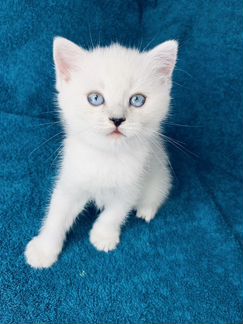 Британские котята шиншилла