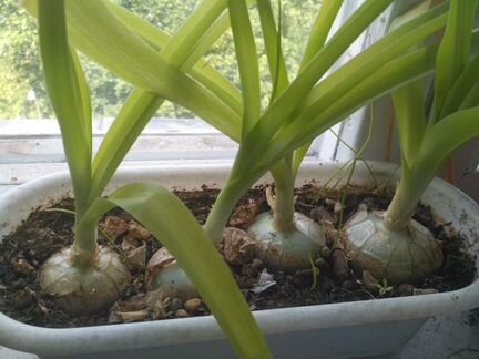 Индийский лук. Взрослые растения