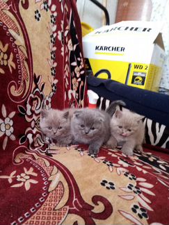 Котята голубого и лилового окрасов