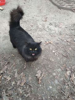 Сибирский кот окрас черный дым