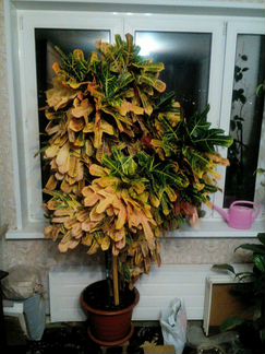 Кротон