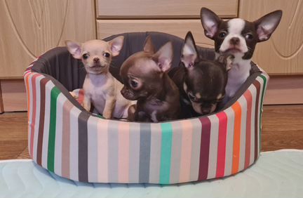 Щенки чихуахуа mini