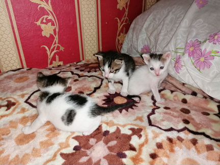 Кошка