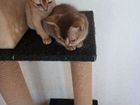 Абиссинские котята девочка окрас Sorrele (10т. р.) объявление продам