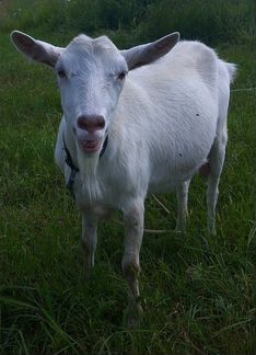 Продается коза - фотография № 9