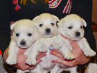 Вест-хайленд-уайт-терьер щенки в Красноярске объявление продам